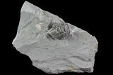 Wide, Enrolled Flexicalymene Trilobite In Shale - Ohio #68596-1